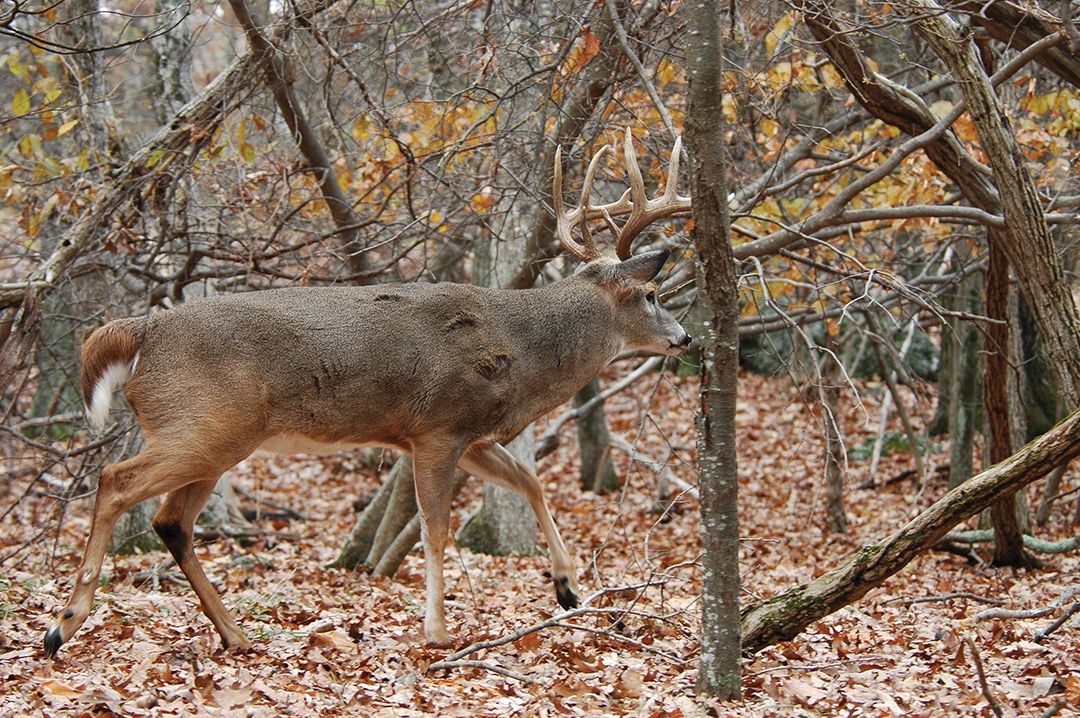 The rut is a prime time to catch mature bucks in search of does on small tracts of public land.